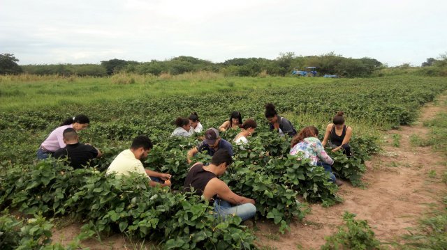 Experimento de Feijão Caupi